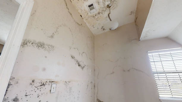 Best Environmental Consulting for Mold Prevention  in Air Force Academy, CO