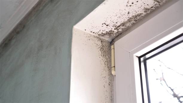 Best HVAC Mold Inspection and Cleaning  in Air Force Academy, CO