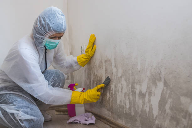 Best Post-Construction Mold Inspection  in Air Force Academy, CO