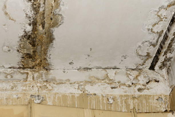 Best Air Quality Testing for Mold Spores  in Air Force Academy, CO