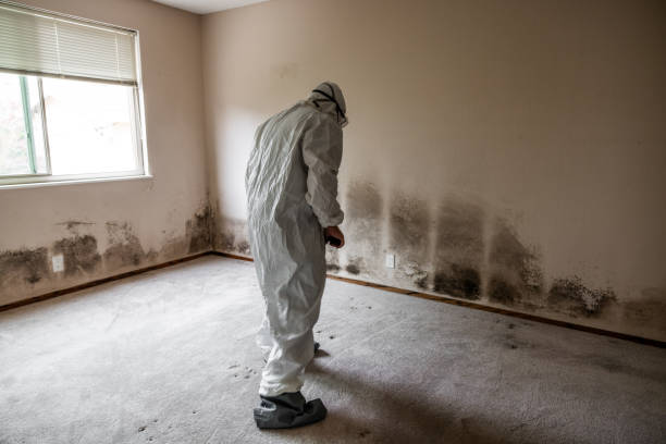 Best Black Mold Removal  in Air Force Academy, CO