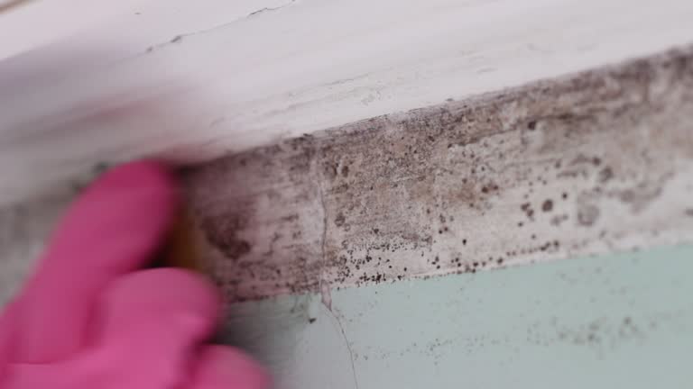 Best Emergency Mold Remediation  in Air Force Academy, CO